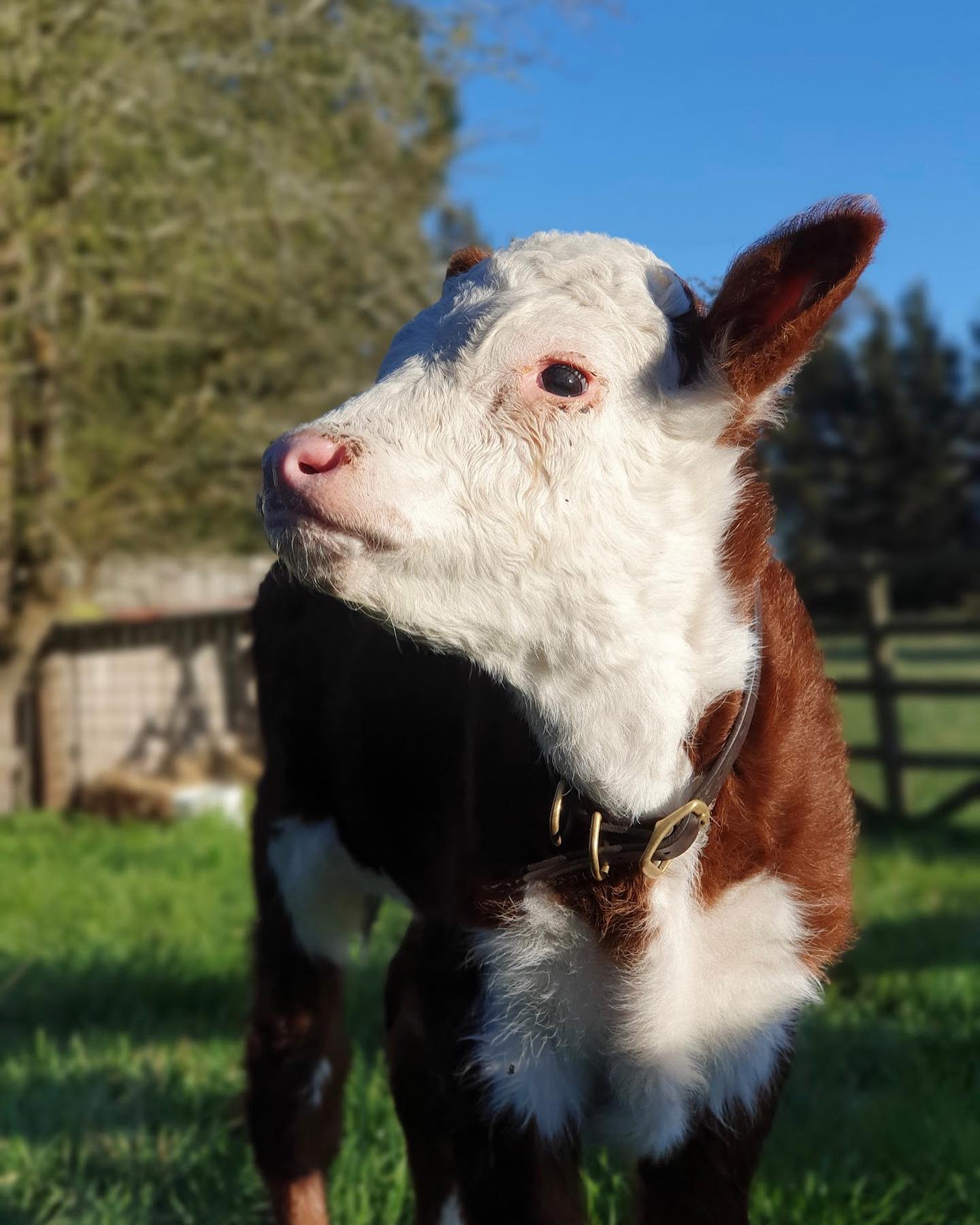 Daily Animal Feeding