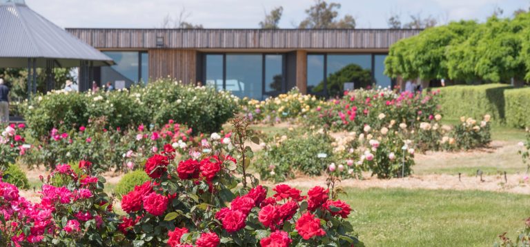 Rose Season at Woolmers Estate