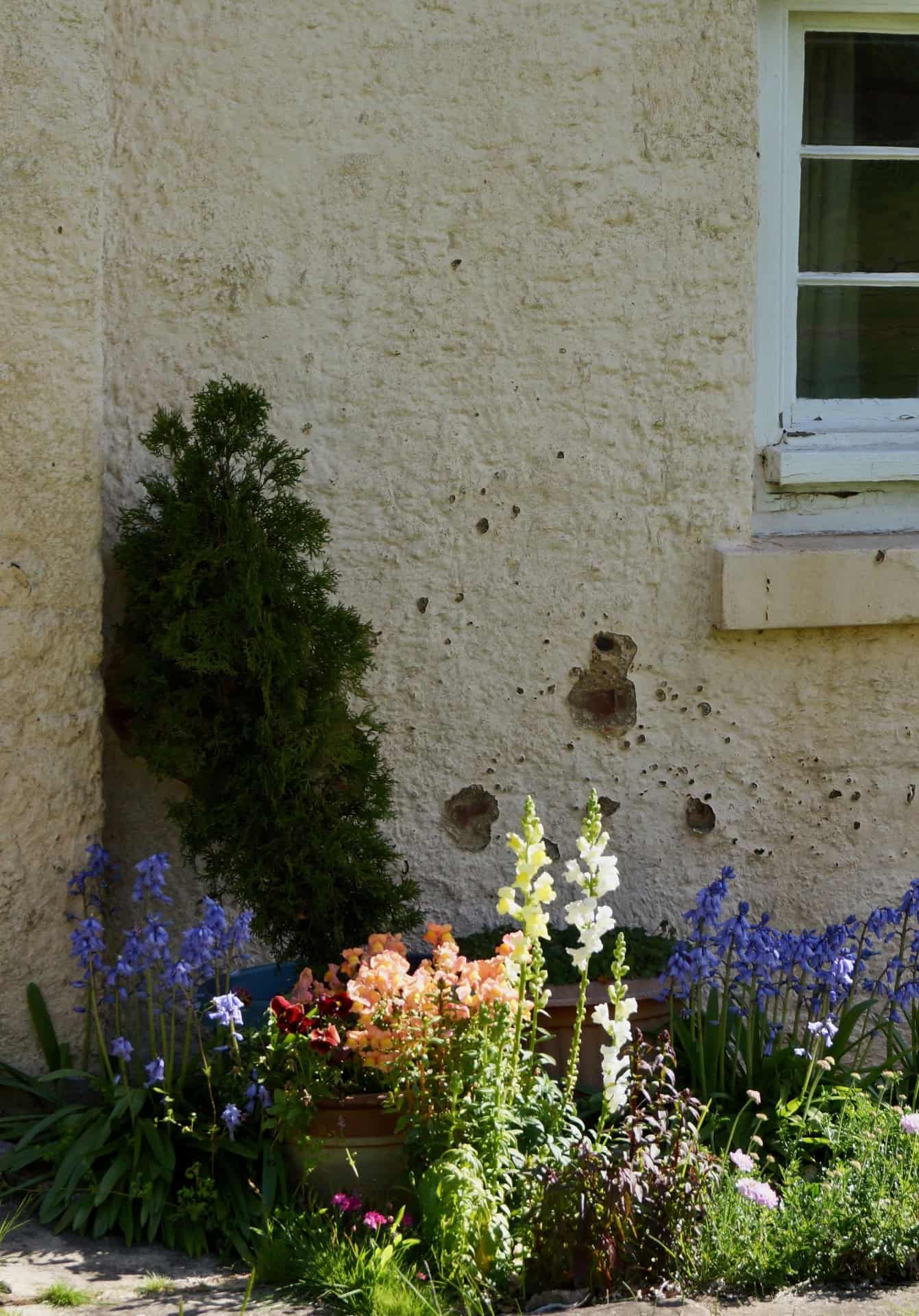 Cottage garden flowers against heritage wall