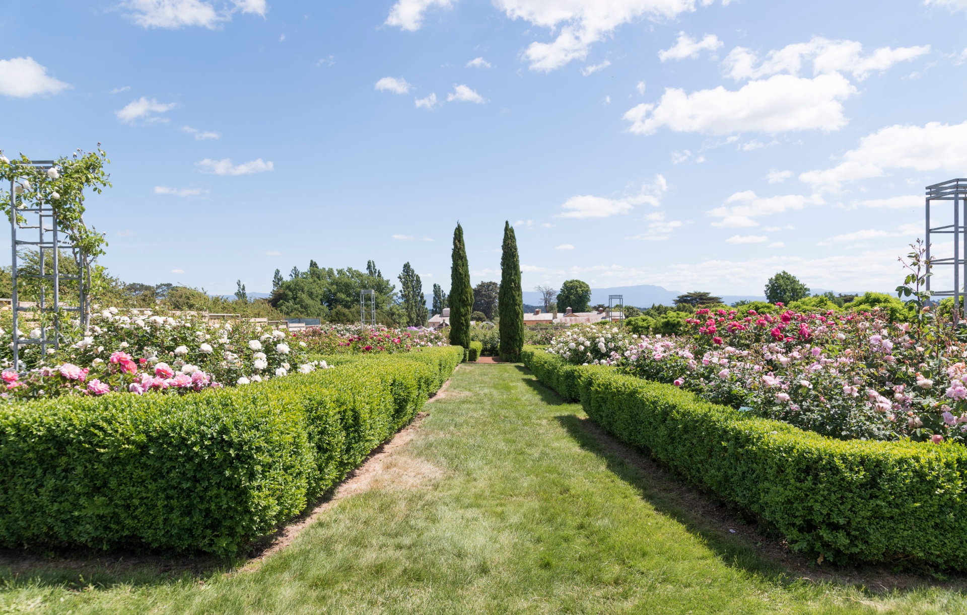 rose-heritage-collection-DDD3rd5u