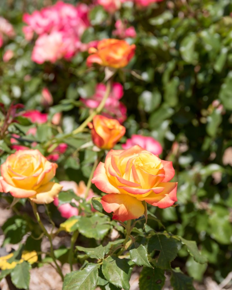 rose-garden-closeup-D89Ns9PV